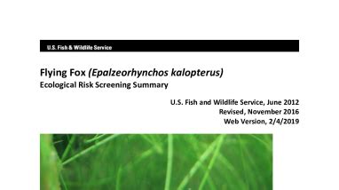 Ecological Risk Screening Summary - Flying Fox (Epalzeorhynchos ...