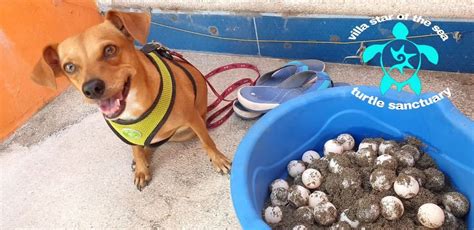 Tortugas Tour, Black Coffee Gallery Ajijic, 18 October to 20 October ...