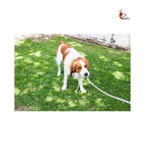 Tug-of-War with Dogs: A Fun Game or a Bad Habit