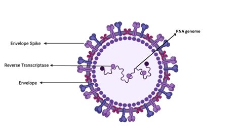 Animal Cell Culture - Types, Application, Advantages and disadvantages. - Biology Notes Online