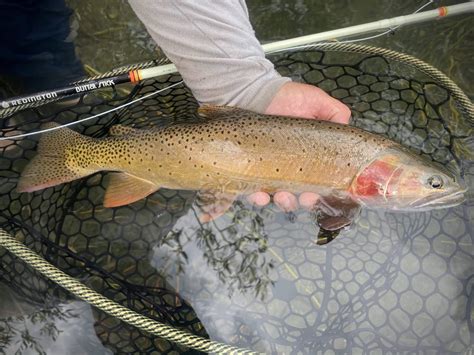Yellowstone Cutthroat Trout – Western Native Trout Initiative