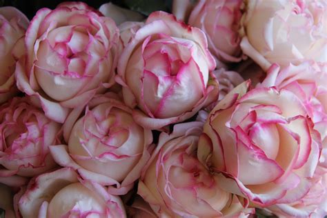 Lovely Antique Garden Roses