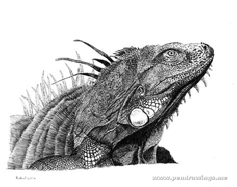 Image result for How to Draw Tree Trunks