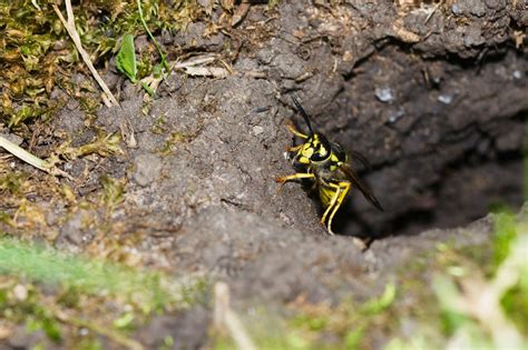 How To Find Yellow Jacket Ground Nest at Ryan Bruce blog