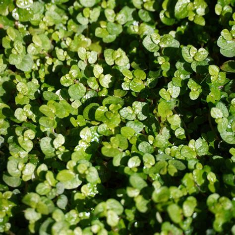 Colchones de novia (Soleirolia) - PictureThis