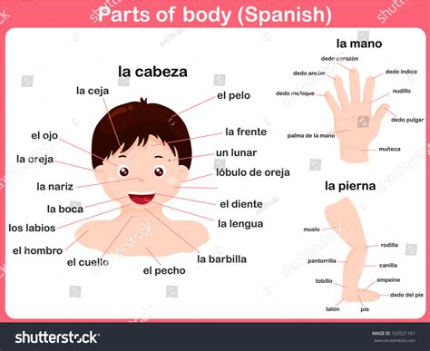 Spanish Body Parts Labeled