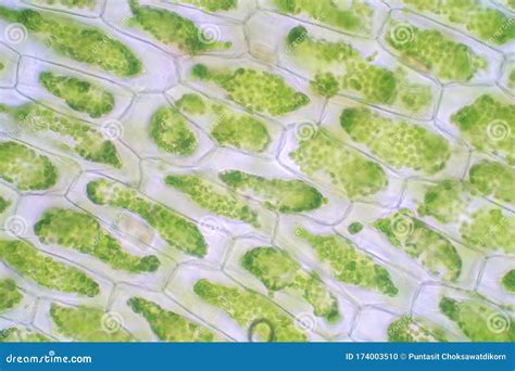 Plant Cell Under the Microscope View for Education Stock Photo - Image ...