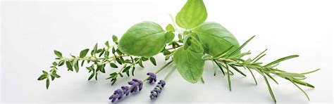 Dried Wiberg herbs | GOURMET VERSAND Online Shop