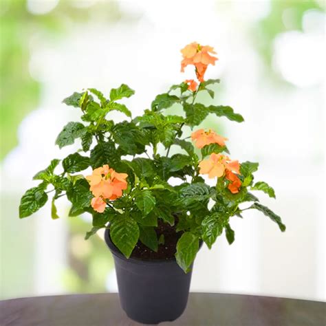 Aboli (Crossandra Infundibuliformis) "Firecracker Flower" - Plant ...