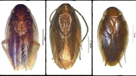 Two new species of Cockroaches discovered from Meghalaya and Jharkhand ...