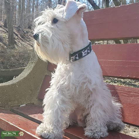 White Mini Schnauzer Dog at Steven Broadnax blog