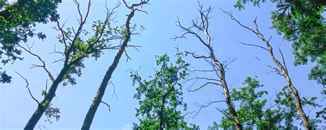 Im Kampf gegen das Eichensterben: Frühwarnsystem soll Waldbesitzern ...