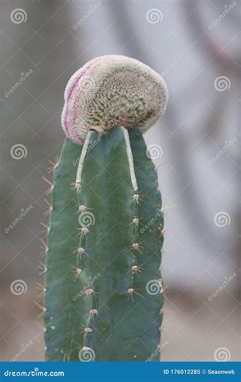 21 March 2008 Cactus, Family Cactaceae, Plural Cacti or Cactuses ...
