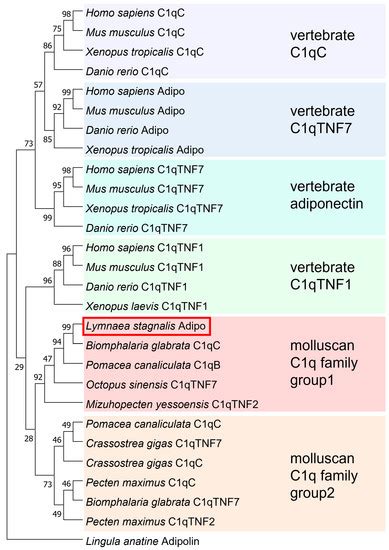 Identification of Putative Molecules for Adiponectin and Adiponectin ...