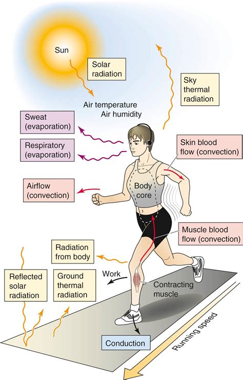 Regulation of Body Temperature - Clinical Tree