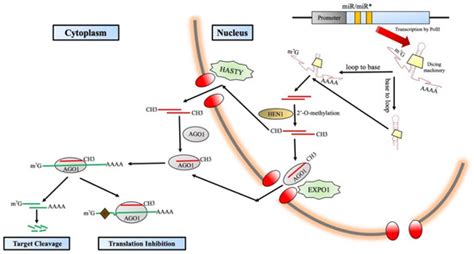 IJMS | Special Issue : Novel Insights into the Life Cycle of RNA Molecules