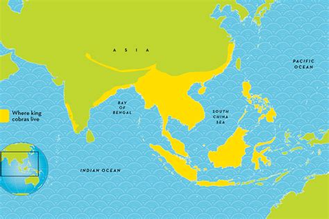 King Cobra Habitat