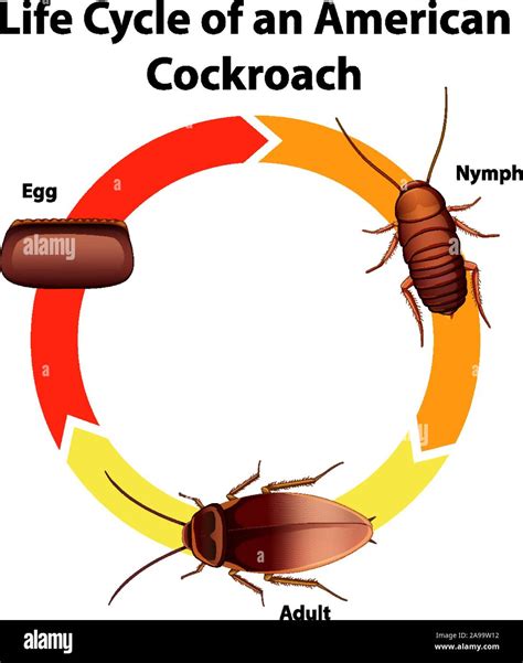 American Cockroach Life Cycle