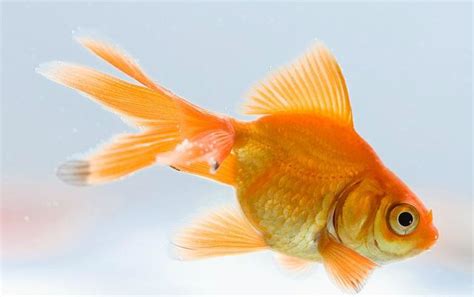 MINI Aquarium Accessories 迷尼水族精品: 養魚流行新風潮，黑色心理論（一） / 养鱼流行新风潮，黑色心理论（一）