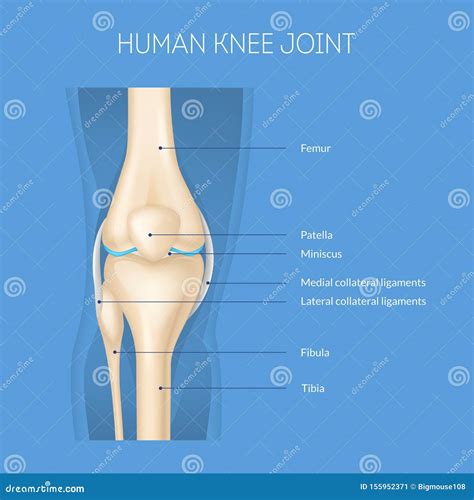 Realistic 3d Detailed Human Knee Joint Anatomy Concept Card. Vector Stock Vector - Illustration ...