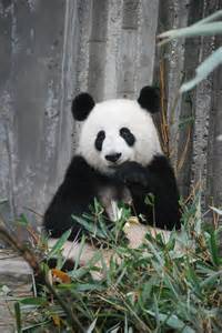 Japan's last 2 pandas leave for China amid strained ties