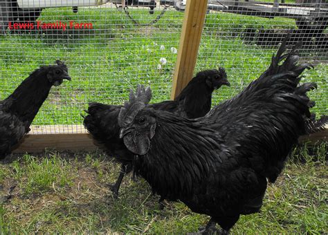 Buy Lewis Family Farm 6 Ayam Cemani Chicken Hatching Eggs Fertile Live ...