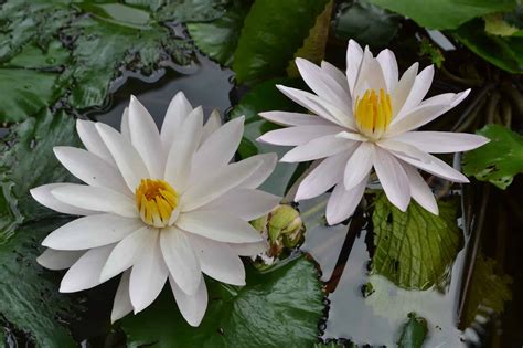 Discover the National Flower of Bangladesh: the White Water Lily - A-Z ...
