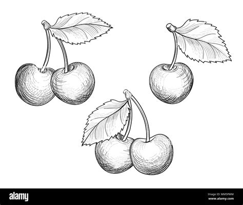 Cherry Sketch Images at Timothy Simpson blog
