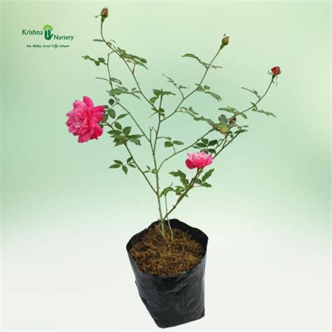 Night Blooming Jasmine Plant (Ratrani)