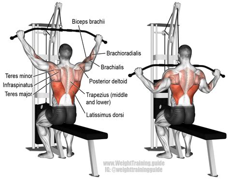 Wide grip lat pulldown. A compound exercise. Target muscle: Latissimus ...