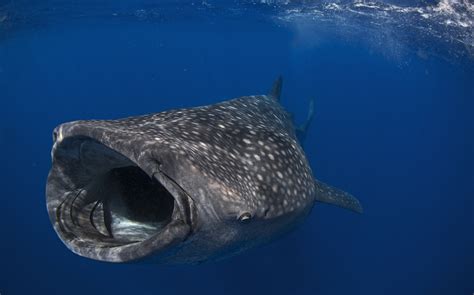 Wading with Whale Sharks: The World’s Largest Fish | RoundGlass | Sustain