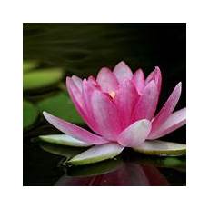 fior di loto significato significato loto significato dei fiori conoscere il fior di loto significato significato loto significato dei fiori conoscere il