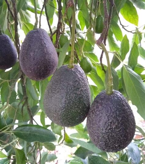 Creative Farmer Grafted Rare Avocado " Lamb Hass Hybrid Variety 1 Live ...