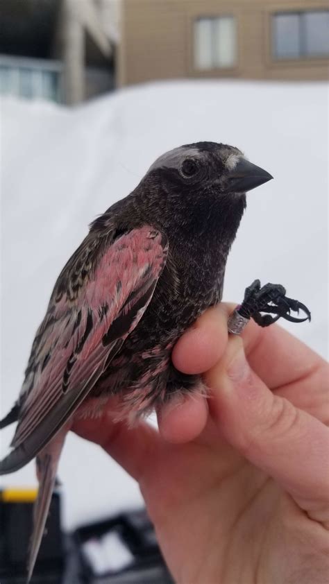 Finding the Black Rosy-Finch - Wild About Utah