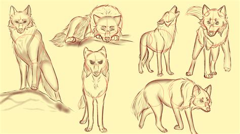 ArtStation - wolf sketch