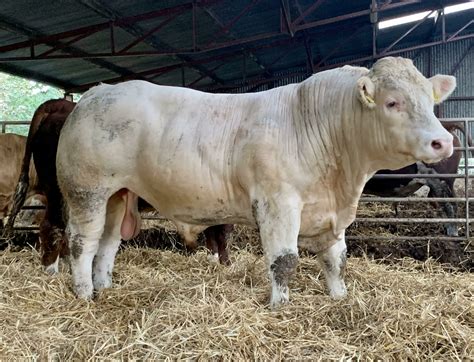 Charolais Bull