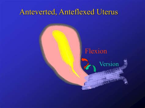 Ultrasound of uterus, part 1 | PPTX