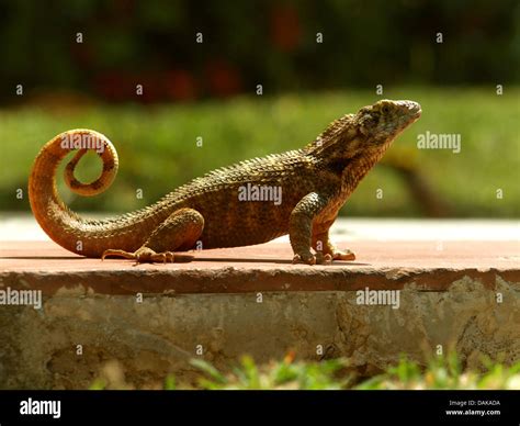 curly-tailed lizard (Leiocephalus carinatus), on a path, Cuba Stock ...