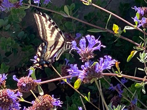 Flowers That Bring Butterflies