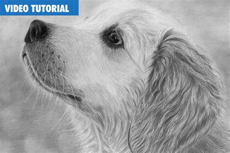 Realistic Dog Drawing Tutorial 的图像结果