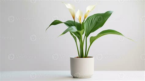 Photo of Calla Lily flower in pot isolated on white background ...