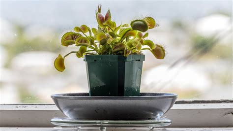 Is There A Plant That Repels Fruit Flies at Eliza Sizer blog