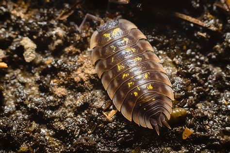 Isopods in Terrariums: An Introductory Guide — Microgreening