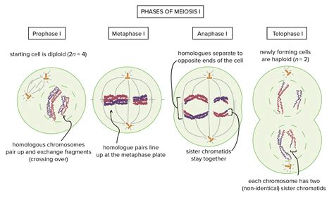 Stages Of Meiosis Microscope