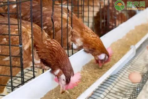 养殖户自配鸡饲料应该注意什么？