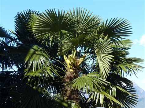 Free Images : branch, palm tree, flower, green, canopy, produce, botany ...