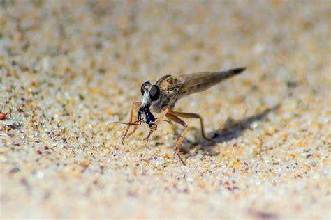 Top 12 Deadliest Insects That You Should Avoid at All Costs - Animals Around The Globe