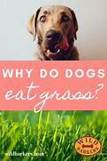Image result for What Dogs Eat in Wild