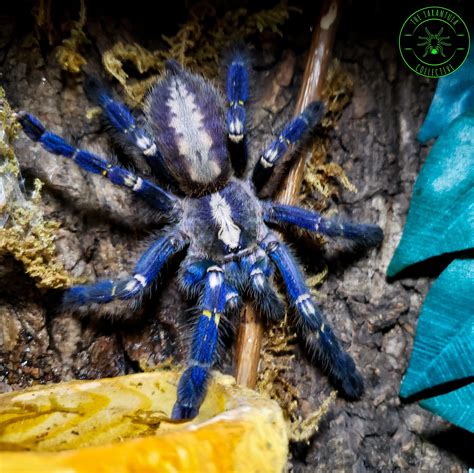 Gooty Sapphire Ornamental Tarantula (Poecilotheria metallica) Care ...