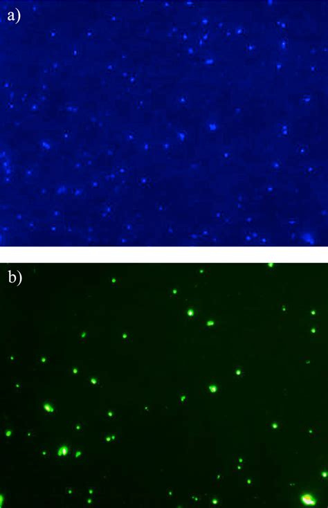 Image result for DAPI Staining 101